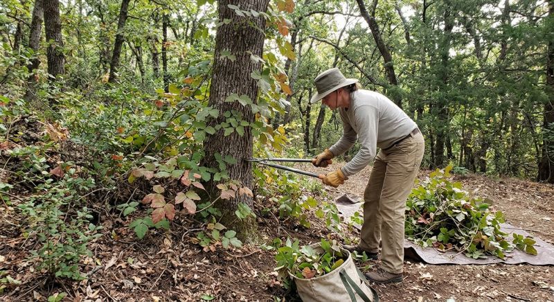 Poison Ivy Removal in Allentown, PA