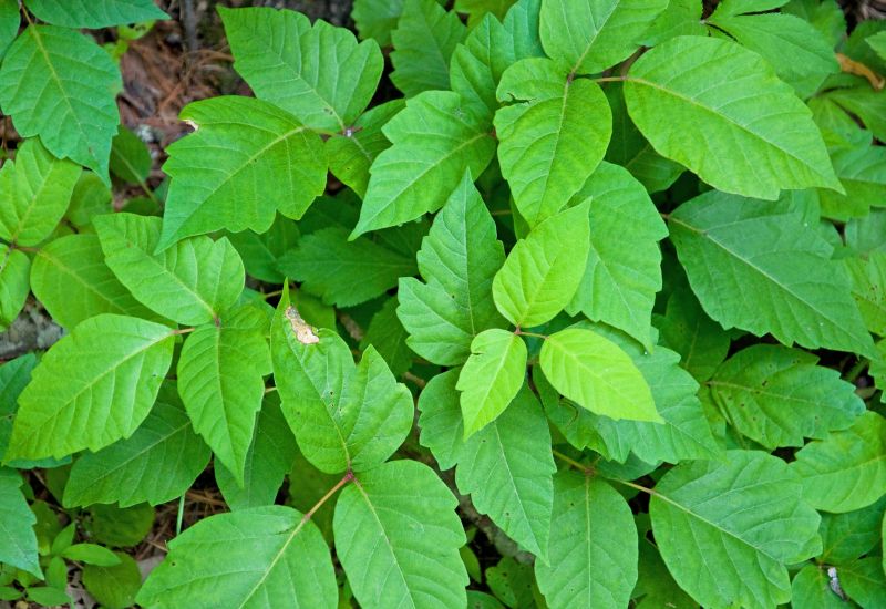 Poison Ivy Removal in Newark, DE