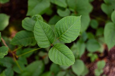 Poison Ivy Removal in Bucks County, PA
