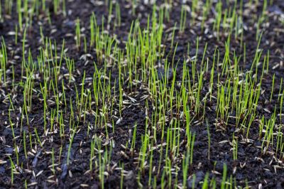Residential Grass Seeding in Honolulu, HI