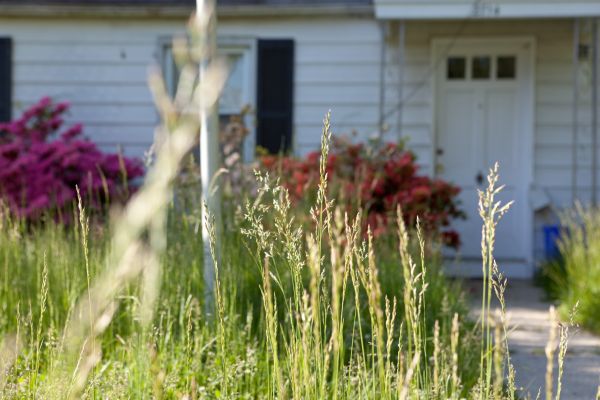 Overgrown Lawn Service