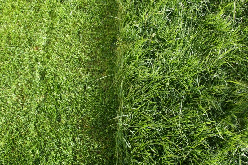 Unkempt Lawn Care