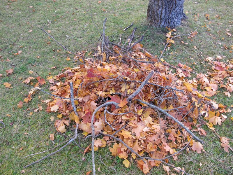 Autumn Leaf Removal in Ventura County, CA