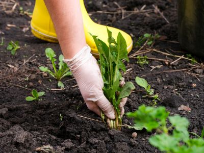 Garden Deweeding in Aiken, SC