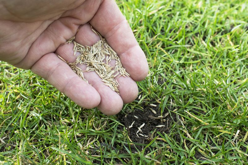 Grass Seed Installation in Honolulu, HI