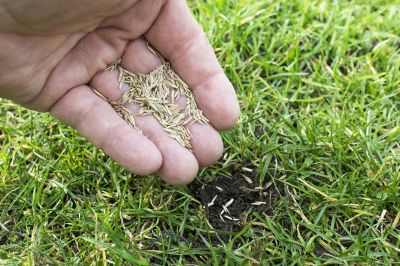 Grass Seeding Service in Ventura County, CA