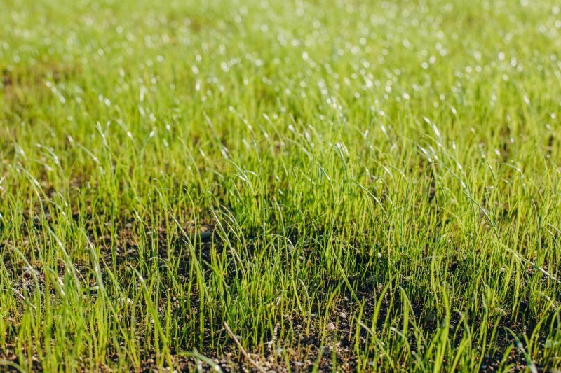 Lawn Reseeding Service in Ventura County, CA
