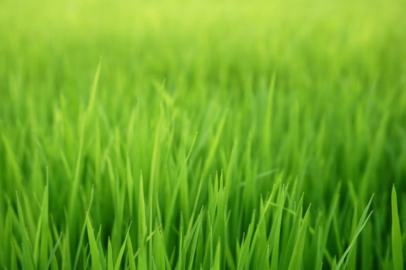 New Construction Lawn Seeding in Honolulu, HI