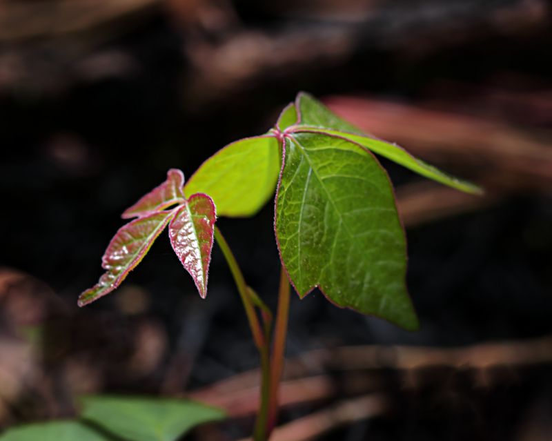 Poison Oak Removal in Wilmington, DE