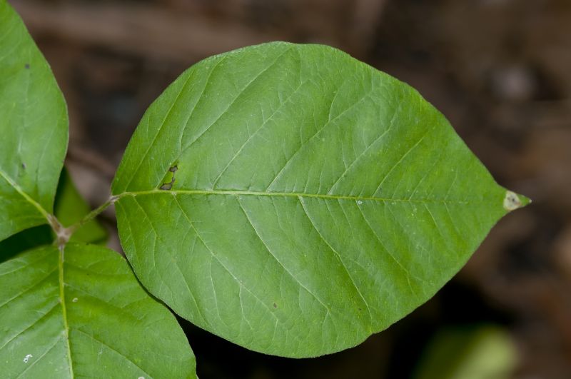 Poison Oak Removal in Ventura County, CA