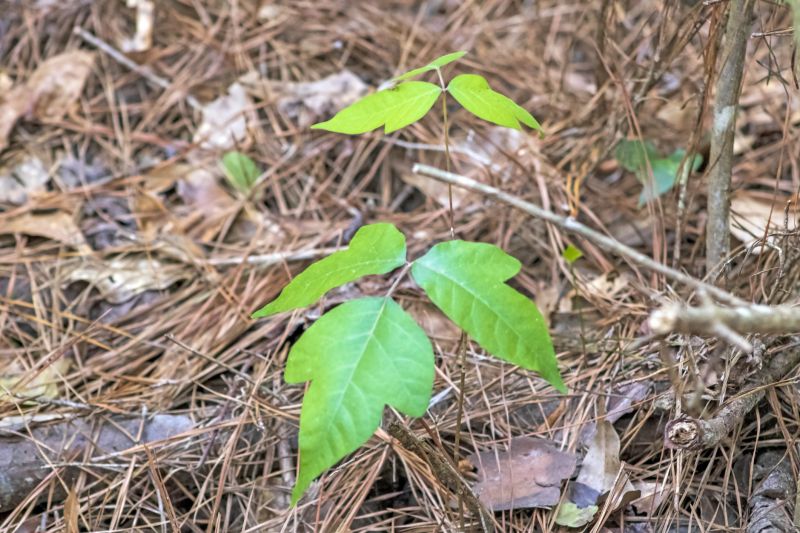 Poison Oak Removal in Lancaster County, PA