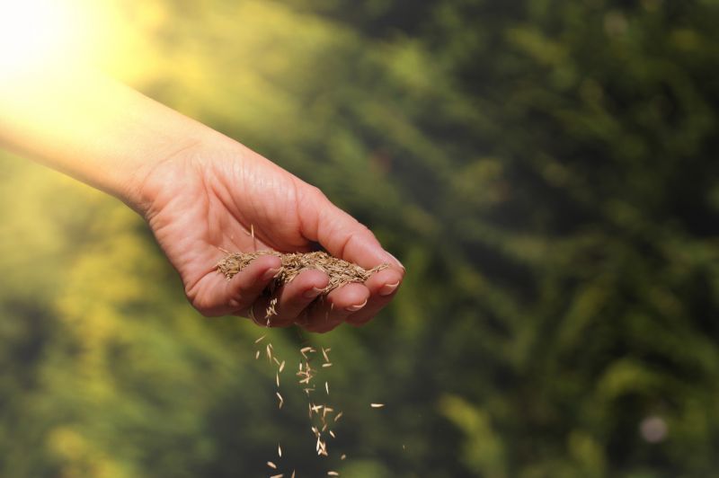 Reseeding Service in Honolulu, HI