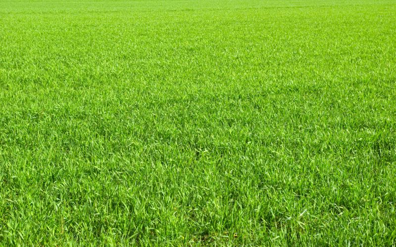 Residential Lawn Seeding in Honolulu, HI