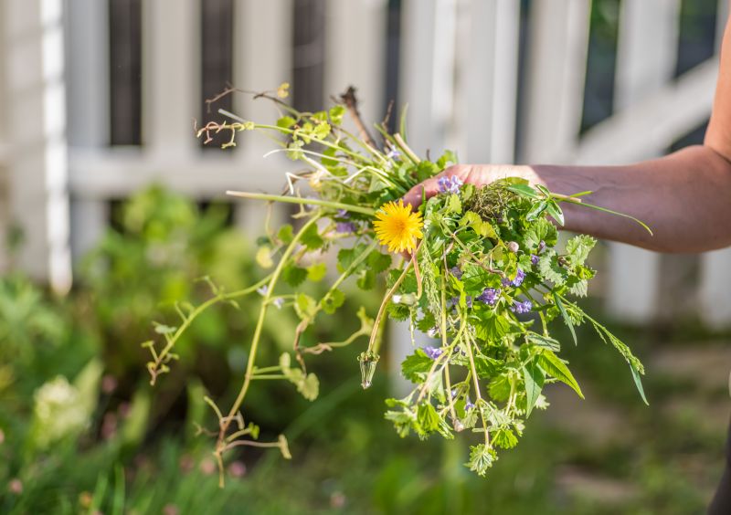 Spring Yard Cleanup in Honolulu, HI