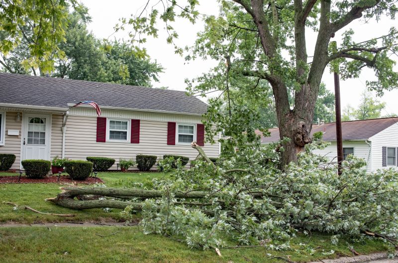 Tree Branches Removal in Honolulu, HI
